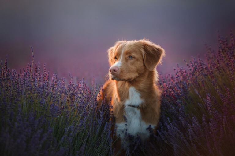 Nova Scotia duck tolling retriever, w skrócie Toller – retriever z Nowej Szkocji