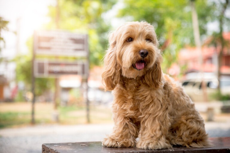 Cockapoo – miks cocker spaniela i pudla