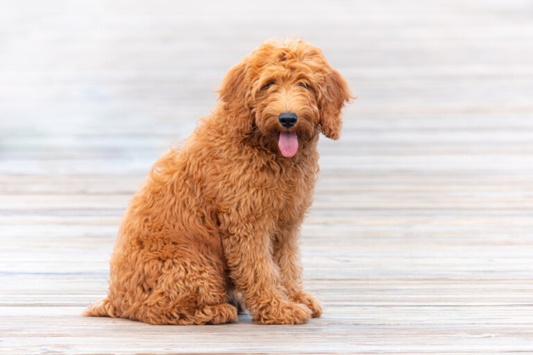 Goldendoodle – hybryda pudla i golden retrievera