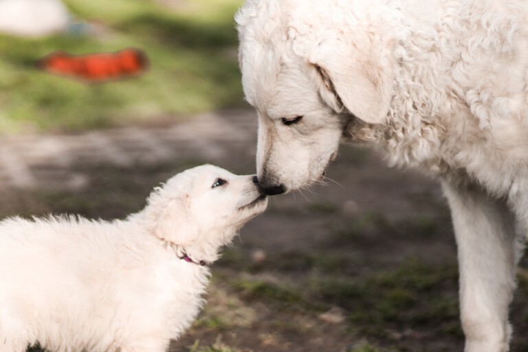 Kuvasz – węgierski pies stróżujący