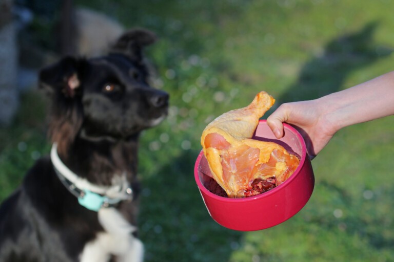 Karma dla psa z kurczakiem – niedrogi, lecz bardzo wartościowy rodzaj mięsa w diecie psa
