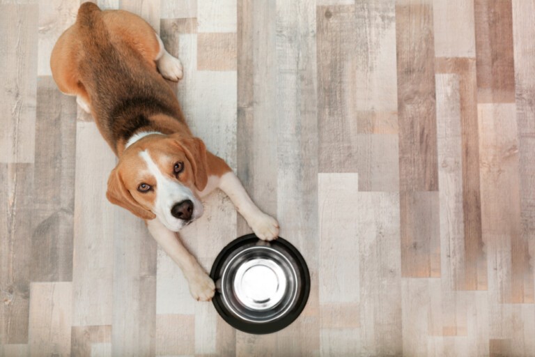 Sucha i mokra karma dla psa z chorą wątrobą (hepatic)- jaka jest najlepsza karma weterynaryjna dla psów ze schorzeniami wątroby?