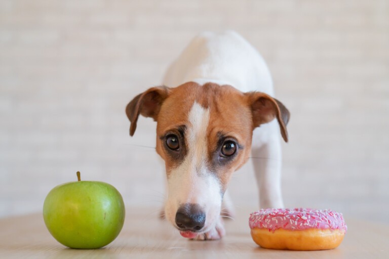 Jaka karma dla psa z cukrzycą będzie najodpowiedniejsza?