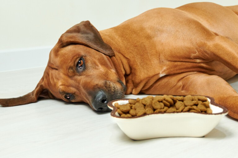 Jak wybrać najlepszą karmę dla psa rekonwalescenta?