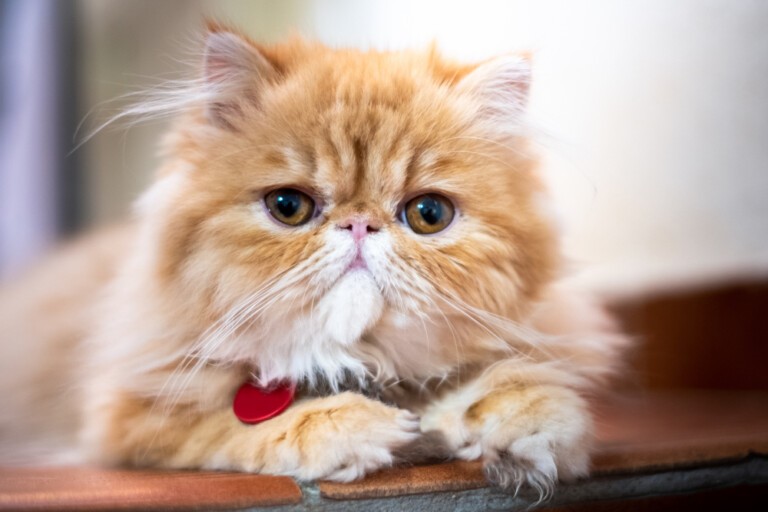 Kot egzotyczny (exotic shorthair) czyli „pers dla leniwych” – opis rasy, pielęgnacja, wychowanie