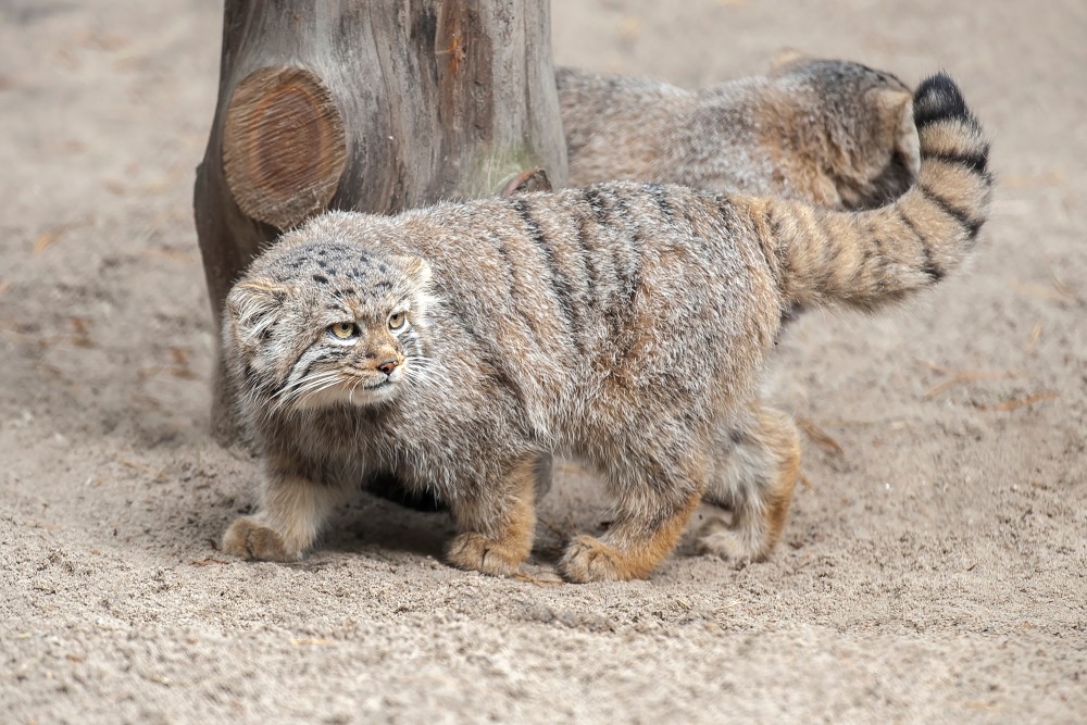 MANUL STEPOWY KOCIĘTA