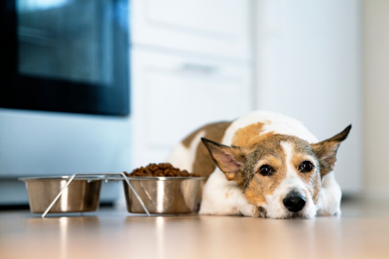 Karma dla psa z niewydolnością nerek – mokra i sucha karma weterynaryjna dla psów chorych na nerki