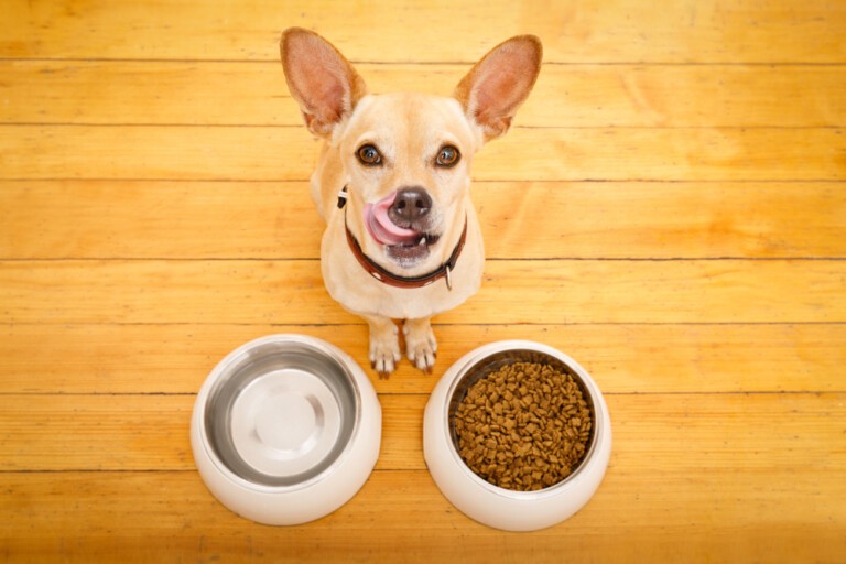 Wybór smaku karmy dla psa – jakie smaki pokocha Twój pupil?