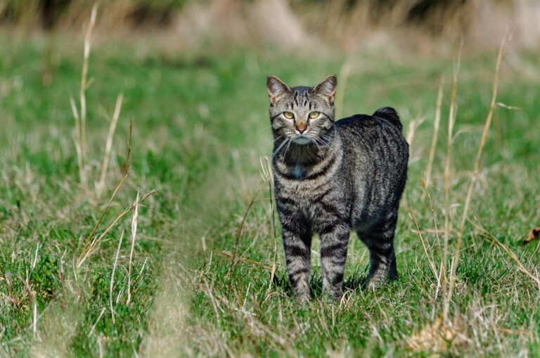 Kot manx – mruczek bez ogona