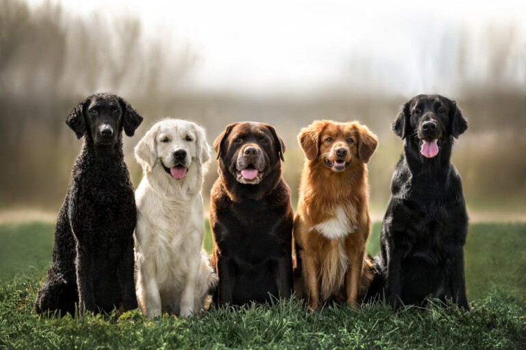 Pies dla początkujących – jaką rasę wybrać na początek?