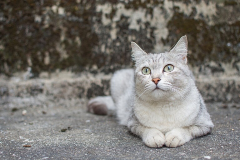 Kot burmilla – kot azjatycki cieniowany, czyli rasa kotów, która powstała ze skrzyżowania kota burmskiego i persa szynszylowego