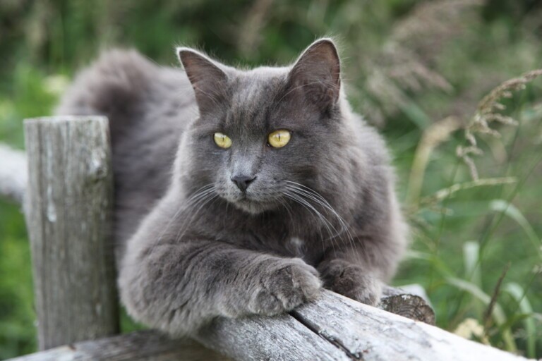 Kot nebelung to długowłosy kot rosyjski niebieski? Historia, porady dotyczące opieki i cechy idealnego hodowcy rasy nebelung
