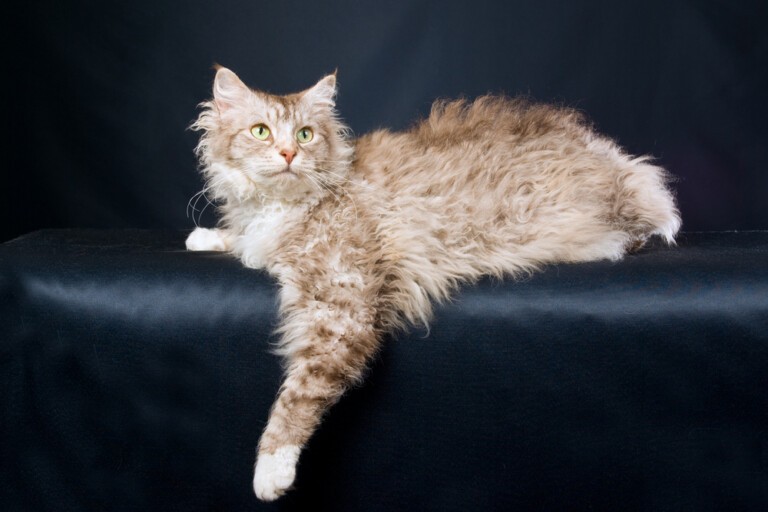 Kot rasy laperm – najważniejsze informacje o kocie z kręconą sierścią