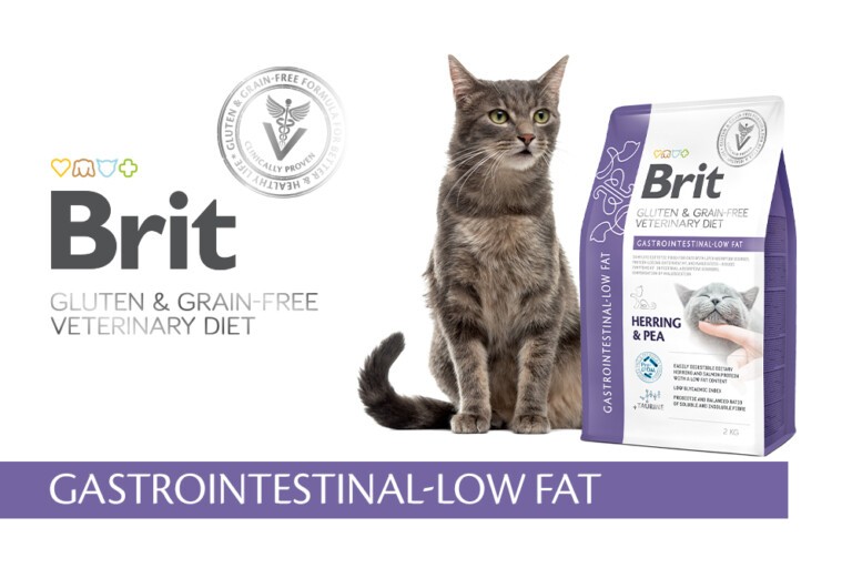 Dieta niskotłuszczowa dla kota – co warto o niej wiedzieć?