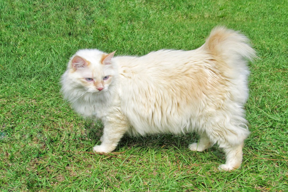 American bobtail