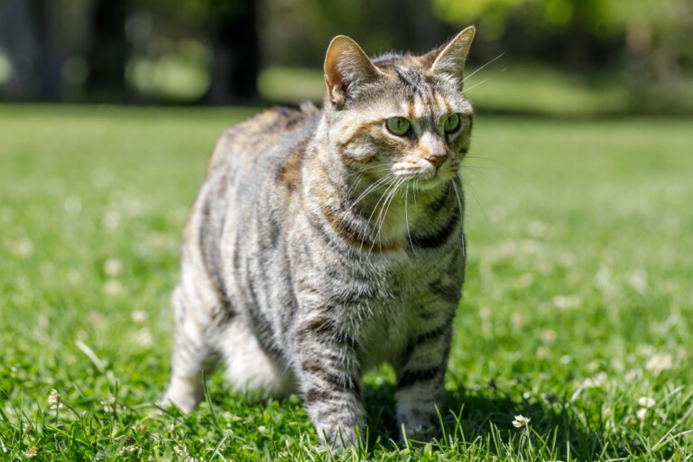 Kot amerykański bobtail – charakterystyka rasy kotów z krótkim ogonem z Ameryki