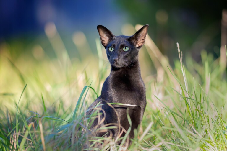 Kot seszelski krótkowłosy i długowłosy (seychellois) – za czym przepada, na czym polega pielęgnacja futra oraz jaki jest wzorzec rasy?