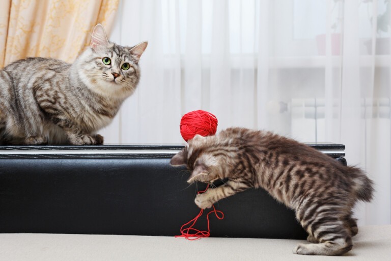 Toy bobtail – rasa kotów miniaturek bez ogona: pielęgnacja kotów rasy toy bobtail długowłosy i krótkowłosy, opieka i cena za kociątko