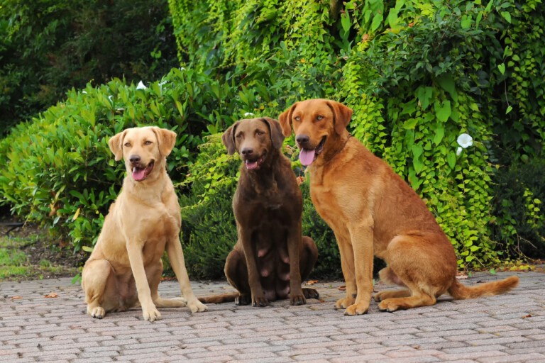 Chesapeake bay retriever – opis rasy psów i hodowla