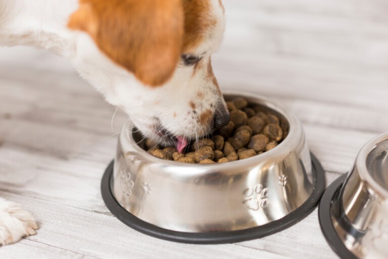 Pełnoporcjowa karma dla psa z problemami gastrycznymi – jak ją wybrać?