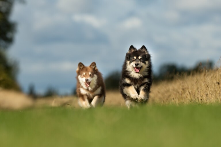 Fiński lapphund, albo suomenlapinkoira – opis rasy, wskazówki dotyczący opieki, a także wyboru hodowli