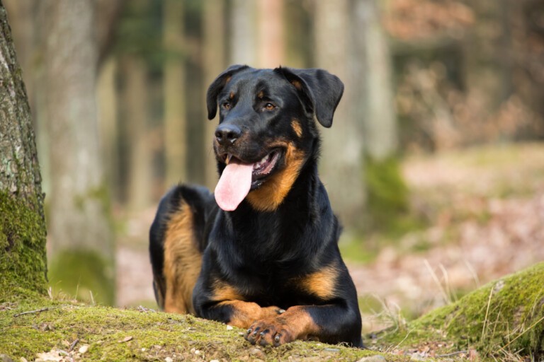 Owczarek francuski beauceron – pies z misją. Opis rasy 