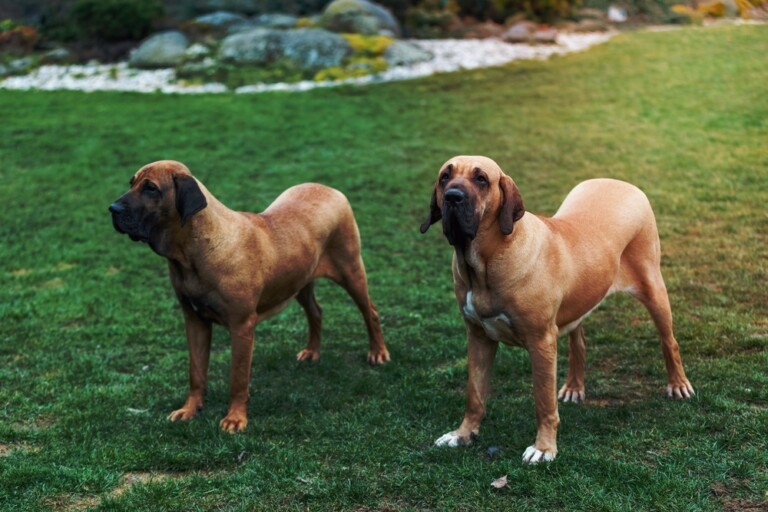 Fila brasileiro – opis rasy mastifa brazylijskiego, a także tajniki dotyczące pielęgnacji i opieki nad psami tej rasy