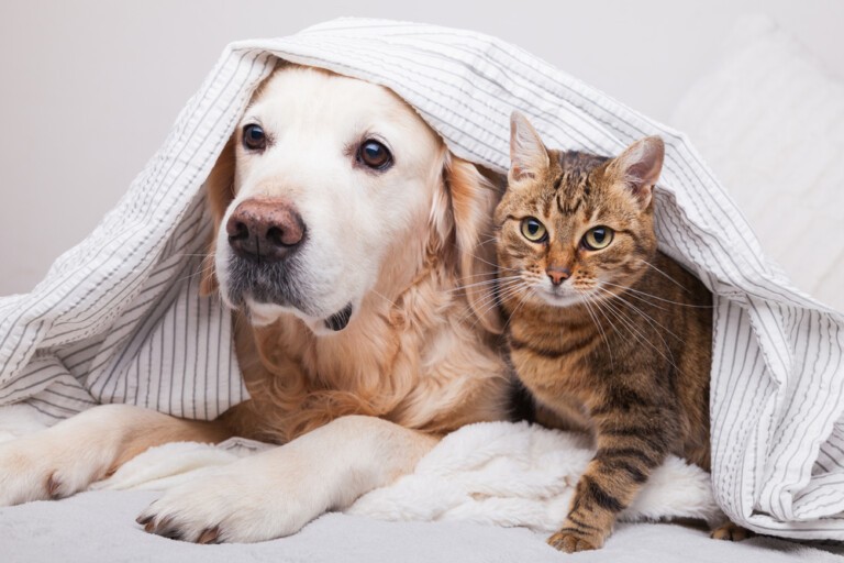 Suplementy i witaminy dla psa i kota – Jak zadbać o zdrowie kości i stawów pupila?