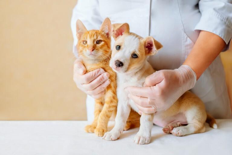 Zdrowe stawy psów i kotów – Jakie jest znaczenie kwasu hialuronowego, glukozaminy i chondroityny w suplementach dla psów i kotów?