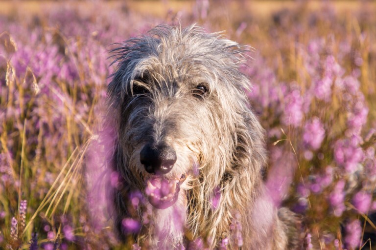 Chart szkocki (deerhound) – opis rasy, pielęgnacja i hodowla deerhoundów – pełny przewodnik po opiece nad szorstkowłosymi olbrzymem ze Szkocji