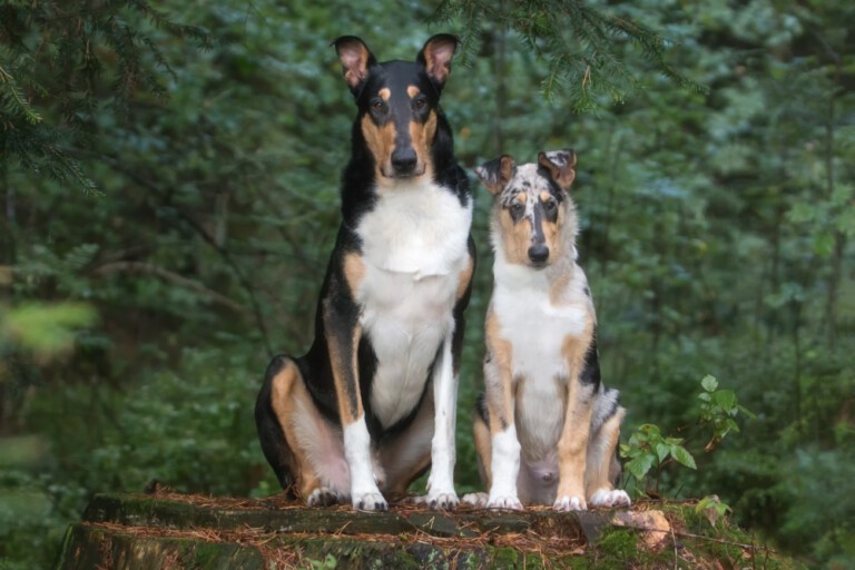 Owczarek szkocki krótkowłosy (smooth collie)- opis rasy psów, charakterystyka opieki i pielęgnacji