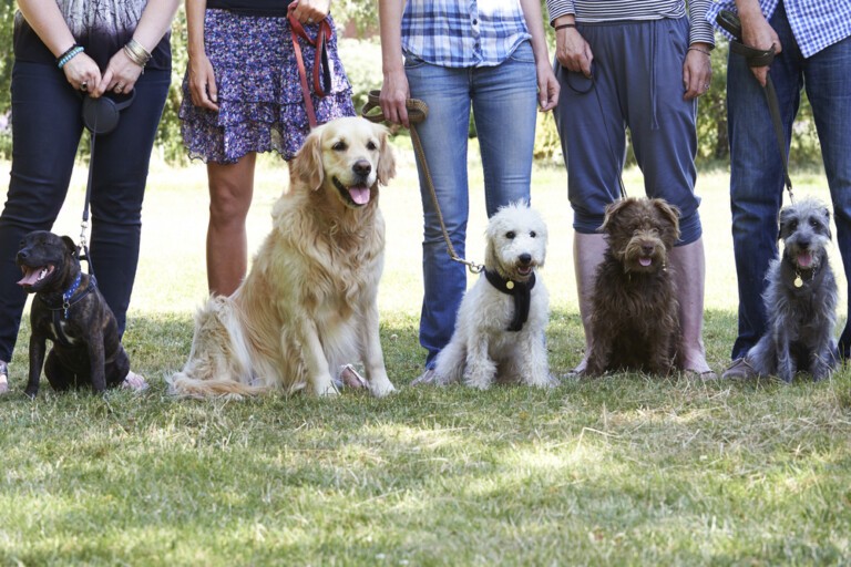 Najposłuszniejszy pies – jakie rasy psów są najbardziej posłuszne?