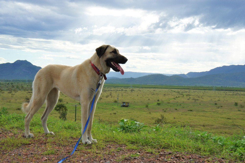 Anatolian dog