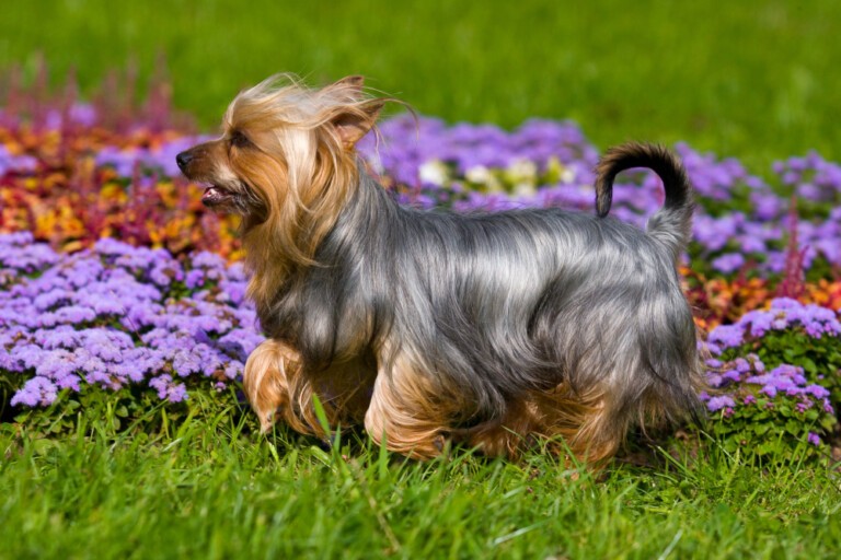 Australian silky terrier – wzorzec rasy, opis rasy i wszystko o rasie australijskich terierów z jedwabistą sierścią