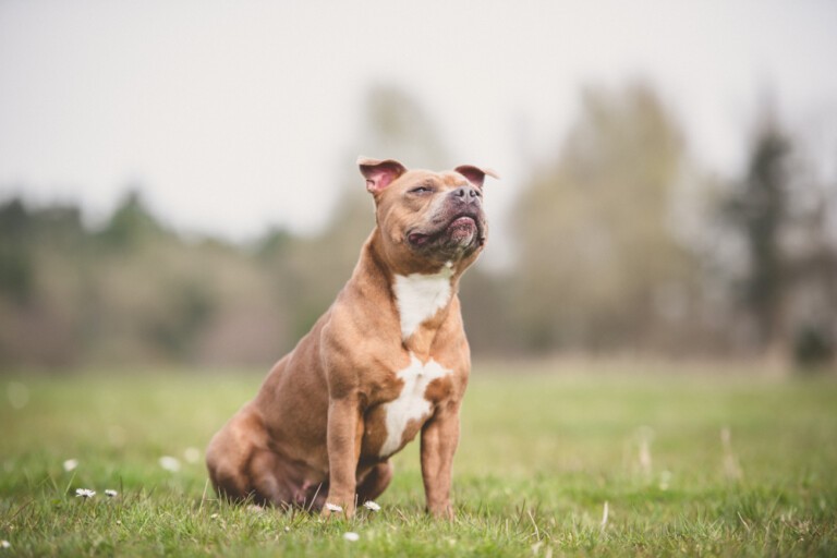 Staffordshire bull terrier – opis rasy, a także inne informacje dotyczące pielęgnacji i opieki. Sprawdź jakim psem jest staffik!