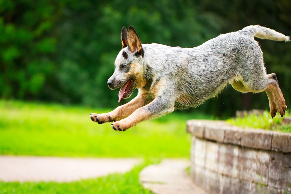 Australian stumpy tail cattle dog