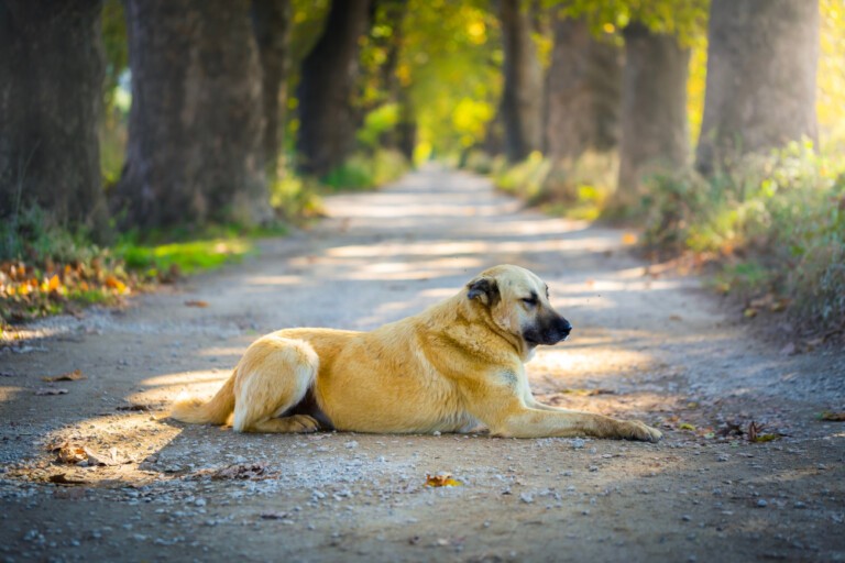 Kangal – cena, charakterystyka opieki i opis rasy tureckiego psa pasterskiego – Jak ułożyć olbrzymiego niezależnego psa?