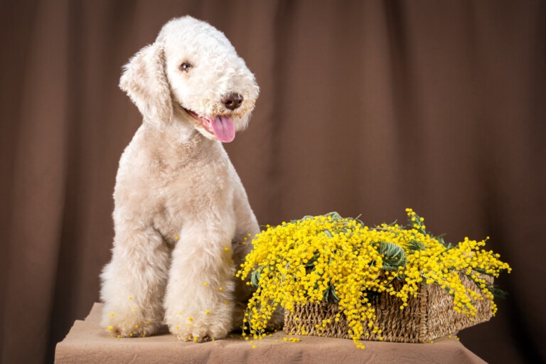 Bedlington terrier – opis rasy psów „owieczek” wśród terierów