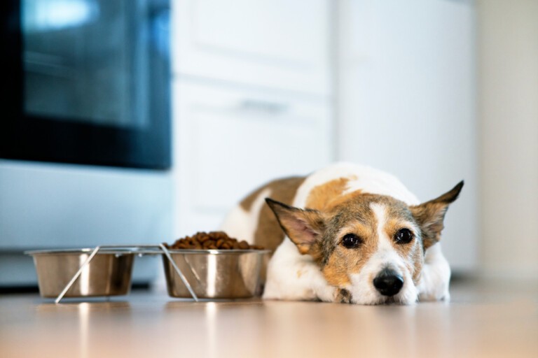 Alergia pokarmowa u psa — jaką karmę wybrać?