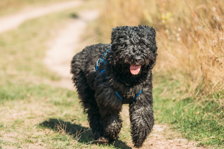 Bouvier des flandres – jaki jest bouvier flandryjski? – hodowla, opieka, pielęgnacja, żywienie i pełny opis rasy psów bouvier des flandres