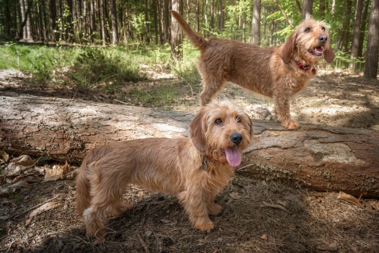 Basset bretoński – basset fauve de bretagne przyjazna rasa psów myśliwskich