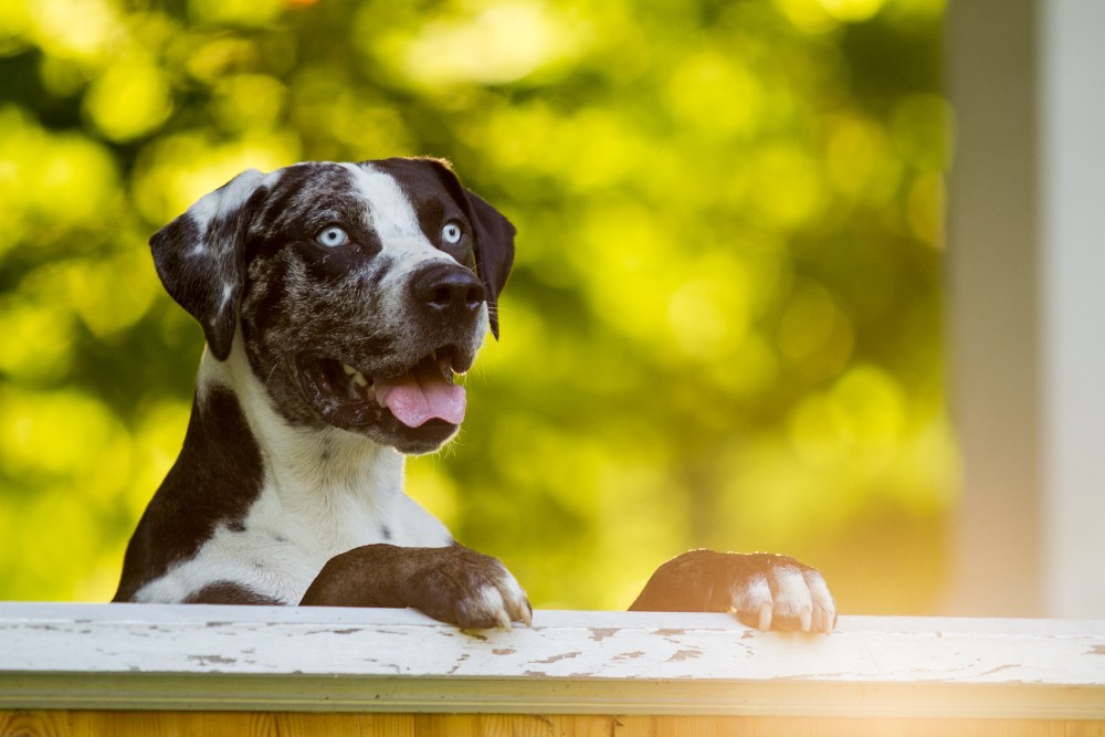 Louisiana catahoula leopard dog