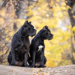 Cane corso italiano