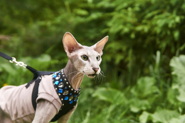 Kot peterbald – znany także jako kot sfinks petersburski, wszystko o cechach, opiece i wyborze hodowli kotów rasy peterbald