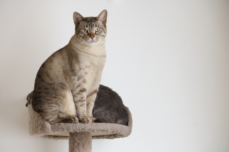 Kot australijski mist (australian mist) – usposobienie i charakterystyka rasy kotów z antypodów