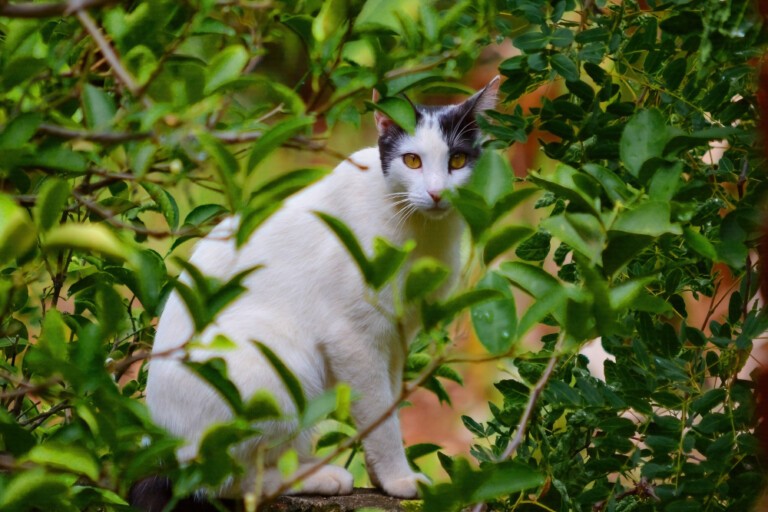 Kot Afrodyty, czyli aphrodite cat lub kot cypryjski, opieka i pielęgnacja pięknego kota z Cypru