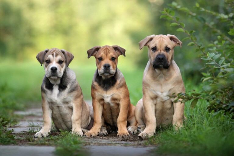 Dog z Majorki – cena, tajniki opieki pełny opis rasy psów zwanej także jako Ca de Bou
