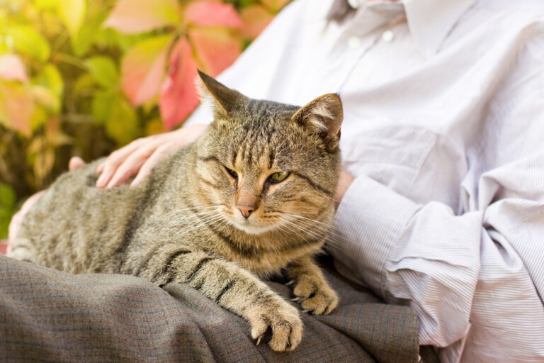Jak dbać o zdrowie kota seniora? Sprawdź, jak opiekować się starszym kotem!