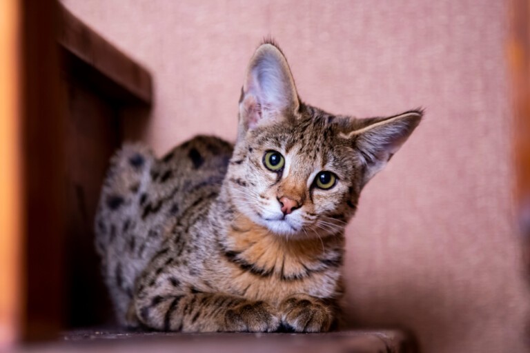 Kot safari – niebywale rzadka rasa hybrydy kota domowego z kotem argentyńskim