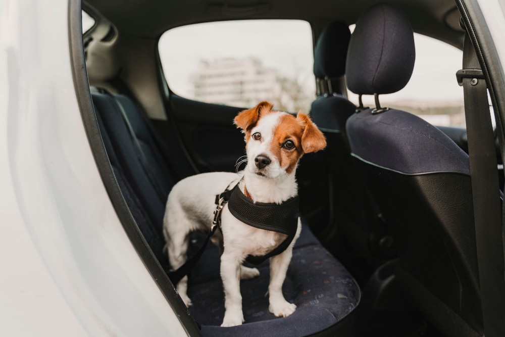 Podróż z psem samochodem